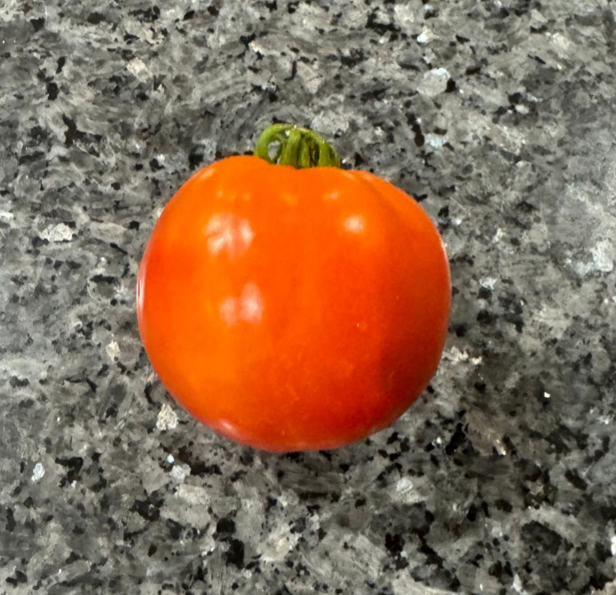 Rutgers Tomatoes 1 lbs